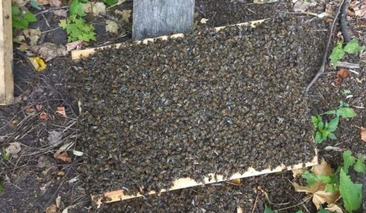 Tömeges méhpusztulás Ternopil megyében a szabálytalan permetezés miatt