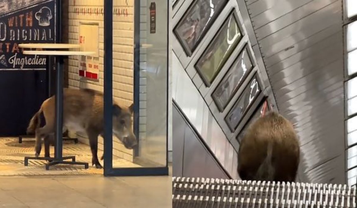 Vaddisznó került a budapesti metró alá a Kossuth téren