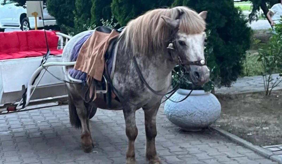 Vizsgálat indult egy ungvári pónival kapcsolatos eset miatt
